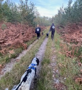 kennel workers with dogs on a forest walk