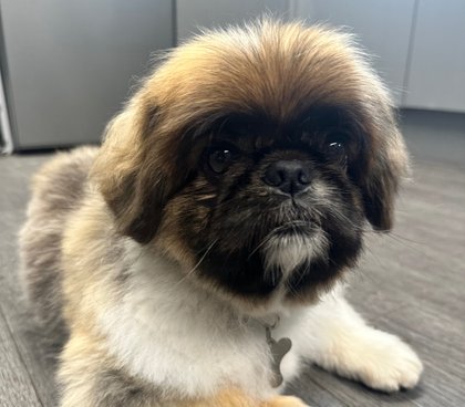 a Pekinese dog in the reception are
