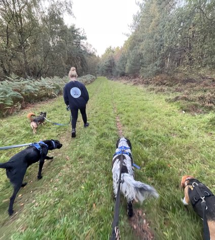 kennel workers taking dogs out for a forest walk