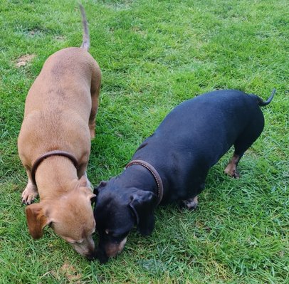 two sausage dogs smelling the grass together