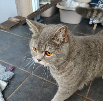 a grey british shorthaired cat in a chalet