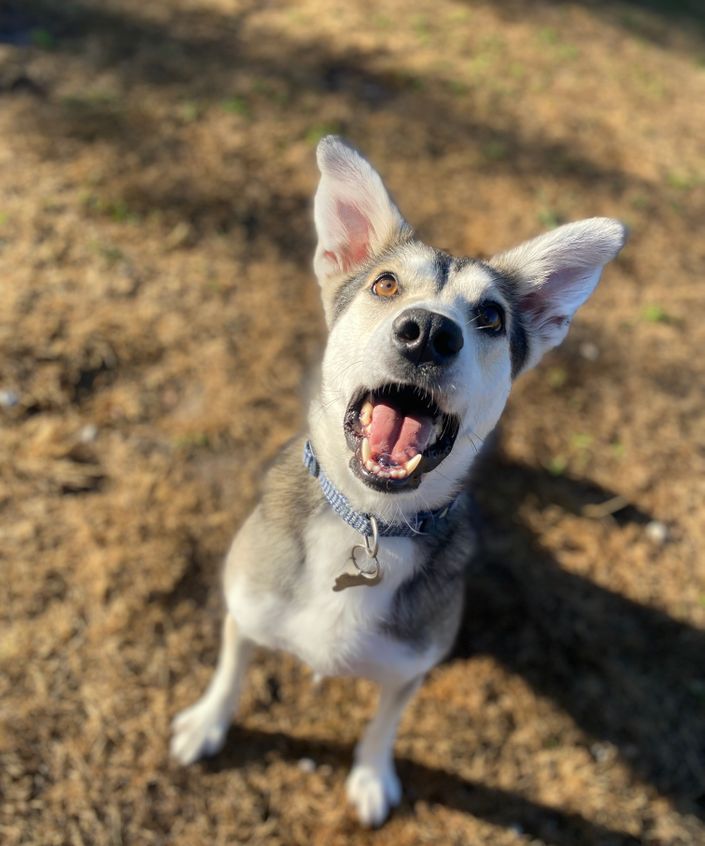 A happy husky cross looking at the camera