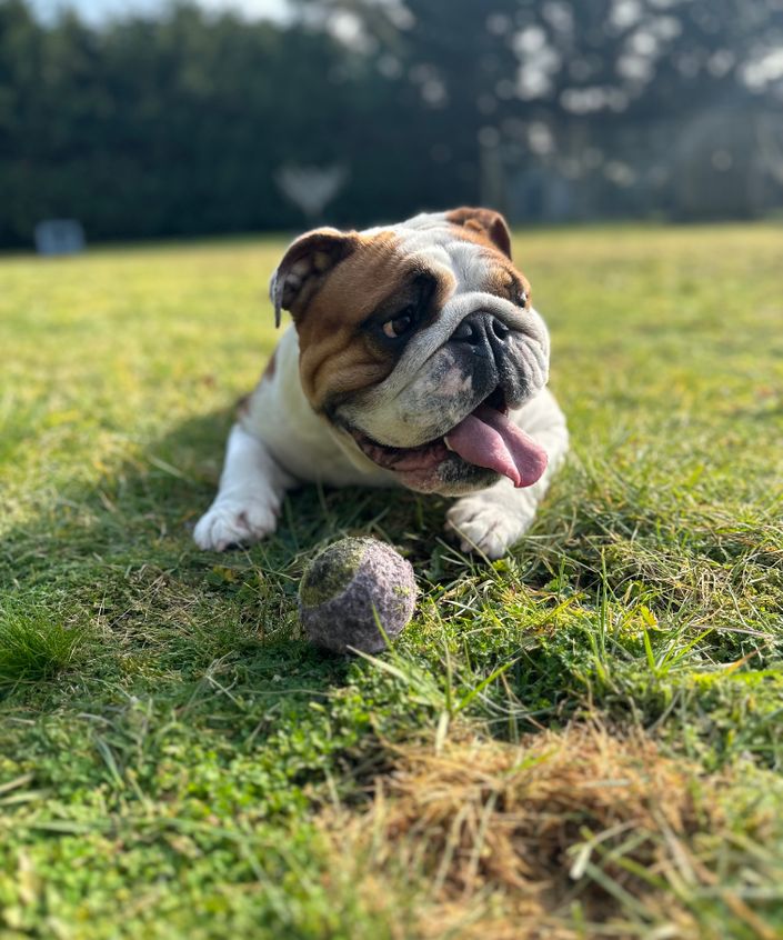 A bulldog playing with a ball in the field