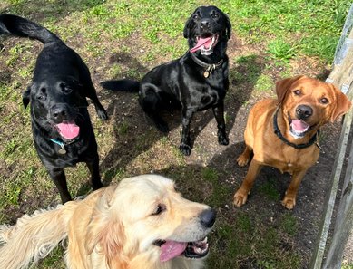 a group of four happy dogs playing together