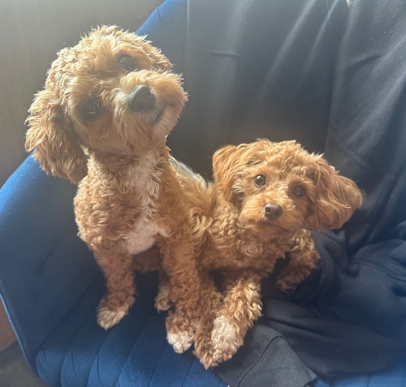2 puppies sitting on a chair