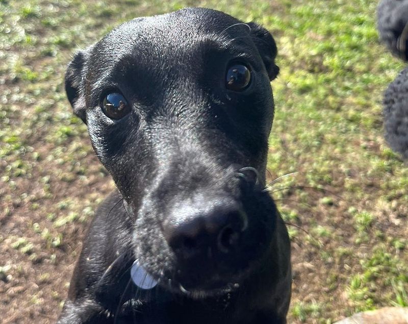 black dog looking at the camera