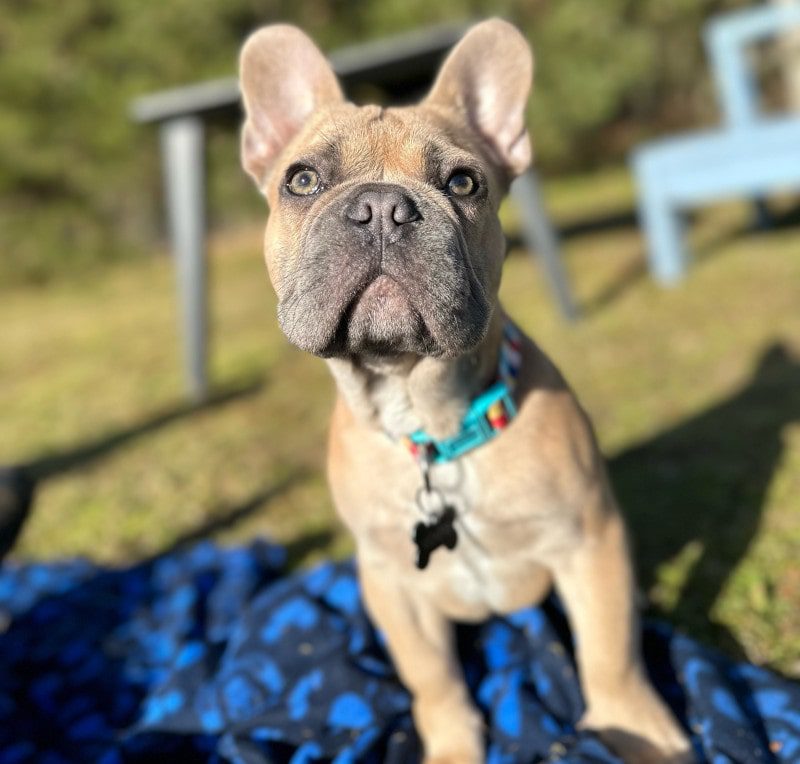 dog on a blanket in the field