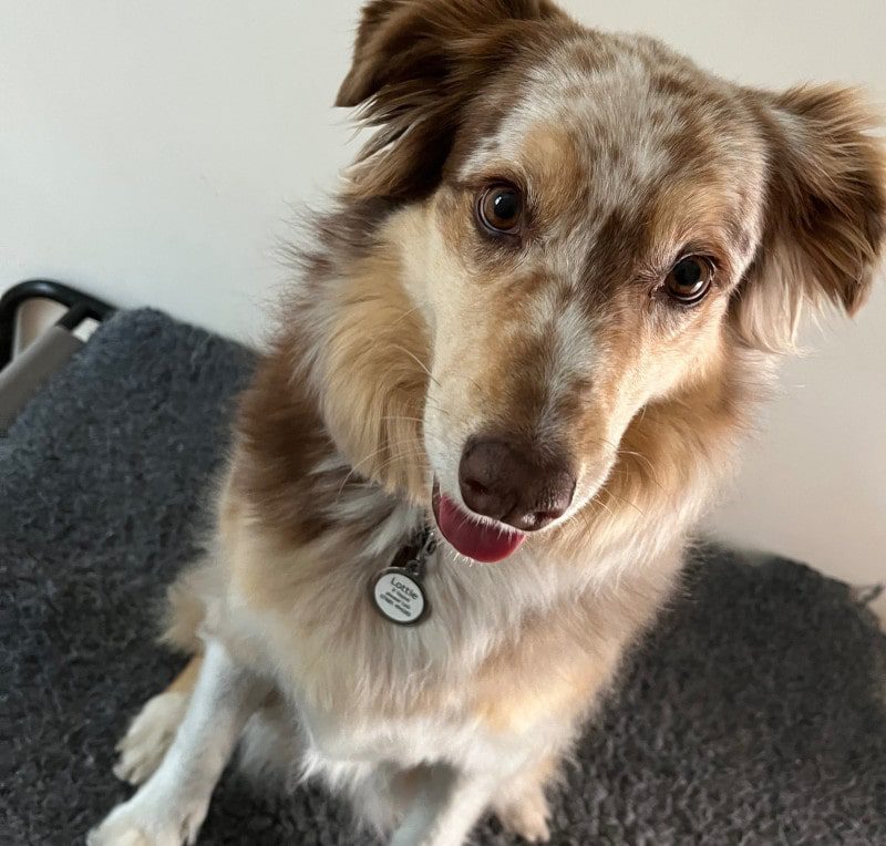 dog on a blanket