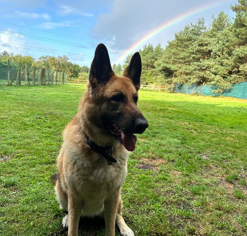 german shepherd