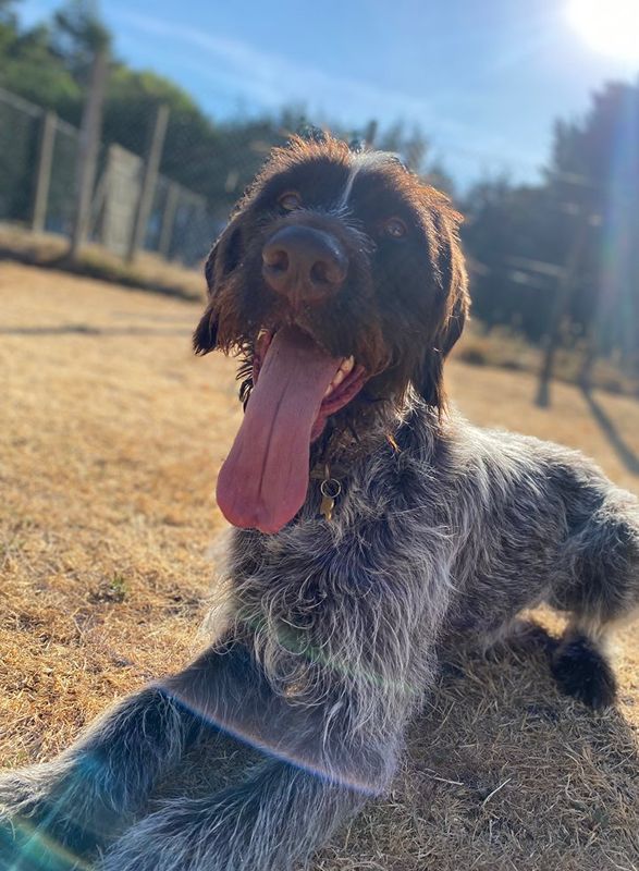 About-Section-4-img-right spaniel with tongue hanging out
