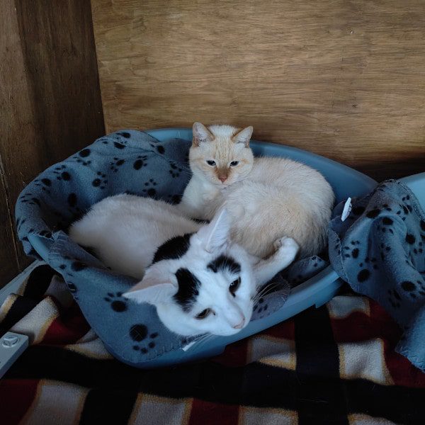 2 cats in a cat bed