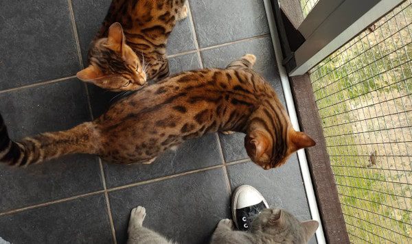 3 cats in the cattery