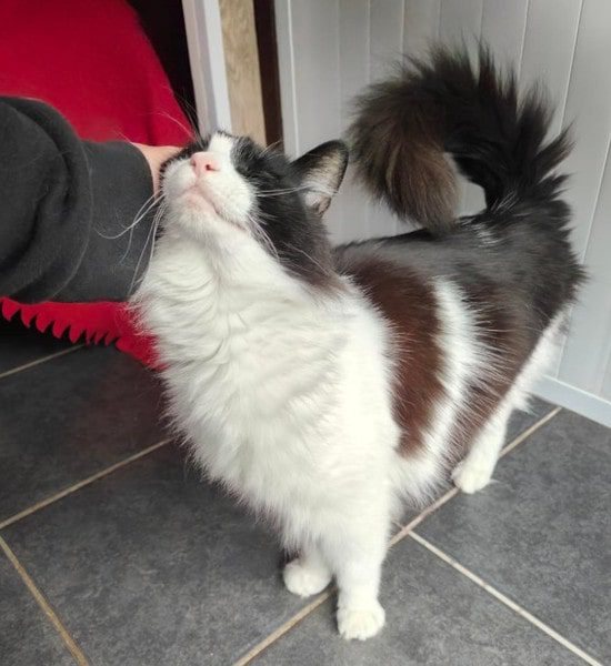 black and white cat being stroked