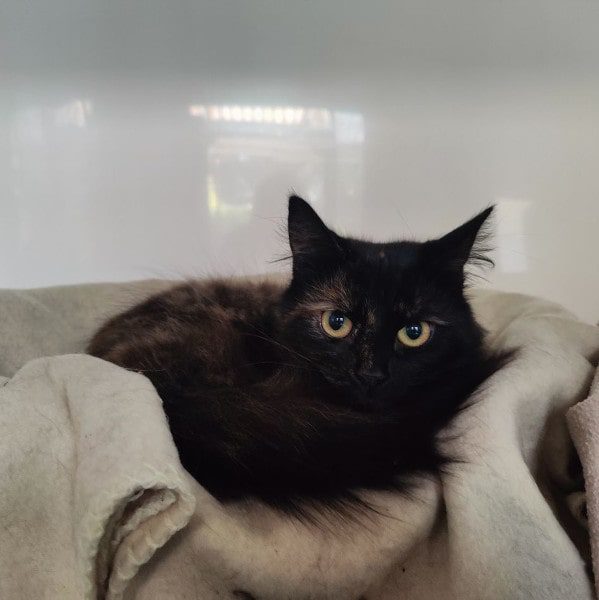 black cat in cat bed