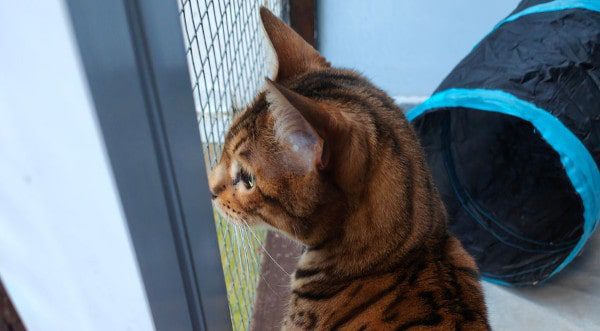 cat looking out of the cattery