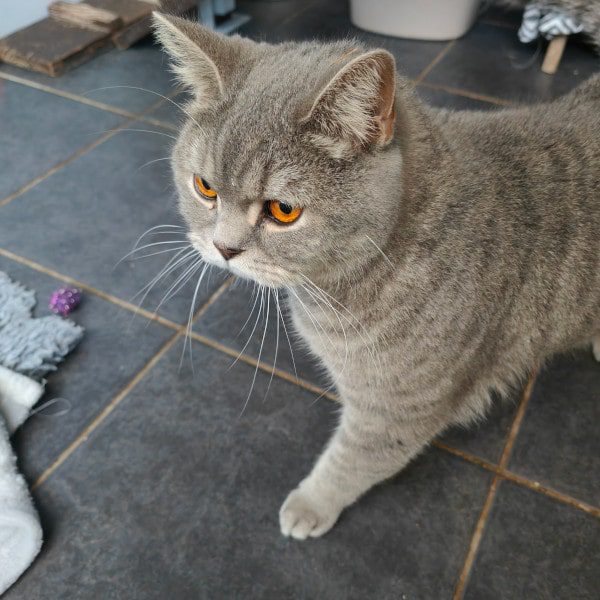 grey cat with orange eyes