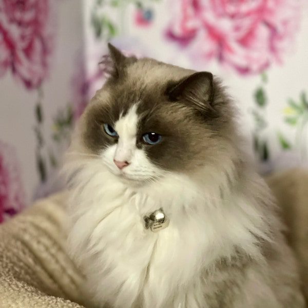 long haired blue eyed cat