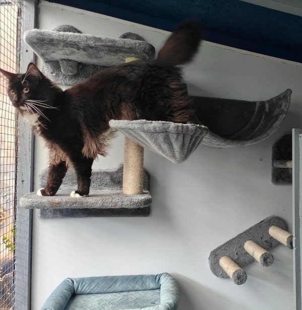 cat on a play frame