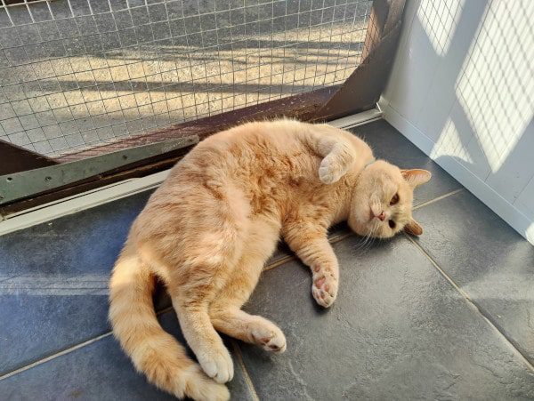 ginger cat lying on its back